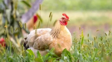 سعر الفراخ اليوم ارتفاع سعر الدواجن البلدي مقابل انخفاض البيضاء في 6 ديسمبر 2025 1